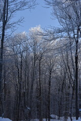 Leafless tree trunks marking the beginning of winter in various locations: parks, rivers, and a lamp symbolizing winter.