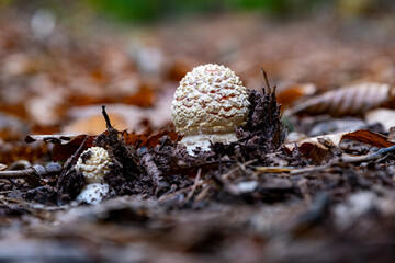 Jeune champignon (amanite tue-mouche)