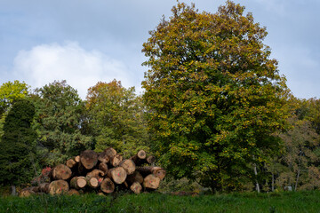 Grumes entreposées à côté d'un arbre