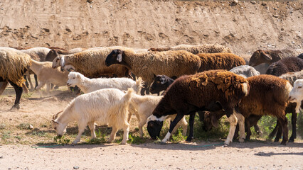 Farm animals in Kyrgyzstan