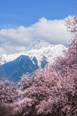 Pink Peach Blossoms with Snowcapped Mountains, Bomi County Tibet © Ngo