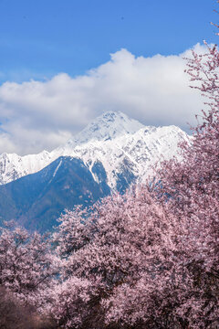 Pink Peach Blossoms with Snowcapped Mountains, Bomi County Tibet