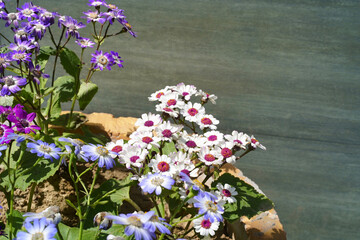 Pericallis hybrida or Cineraria hybrida white flowers with a pink center, surrounded by blue, purple and violet flowers of the same species in a flowerpot. Horizontal photo. Close-up. Copy space.