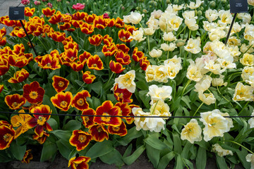 yellow and red tulips