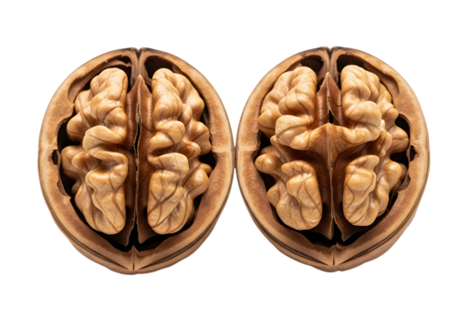 Two halves of walnut