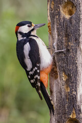 great spotted woodpecker