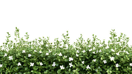 Border lush green bush with small white blossoms flowers isolated on transparent background