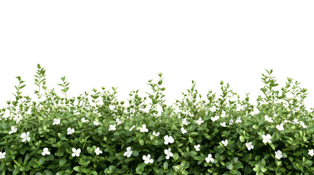 Border lush green bush with small white blossoms flowers isolated on transparent background
