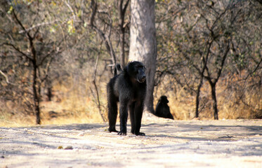 Chacma baboon, Papio ursinus ruacana, on a campsite