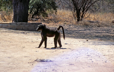 Chacma baboon, Papio ursinus ruacana, on a campsite