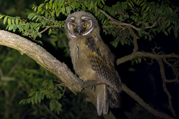 Asio otus