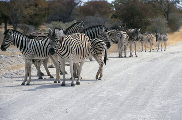 Burchell's zebras, Equus quagga burchellii, in the Etoscha National Park