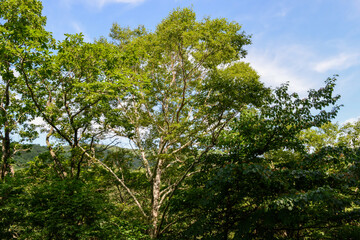 Fototapeta premium Betula costata, a deciduous tree species in the Betulaceae family, known for its paper-like yellow bark, elongated lenticels, and strong wood used for furniture and carving. Photographed in Korea.