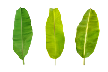 PNG image of Three vibrant green banana leaves on a clean showcase tropical foliage and natural textures perfect for botanical designs and exotic plant illustrations on transparent background