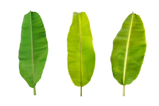 PNG image of Three vibrant green banana leaves on a clean showcase tropical foliage and natural textures perfect for botanical designs and exotic plant illustrations on transparent background