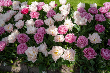 pink and white flowers
