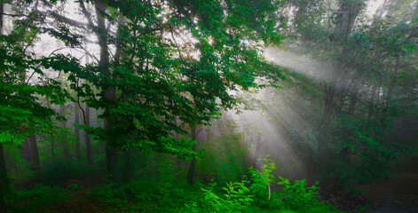 Green foggy forest with sun rays