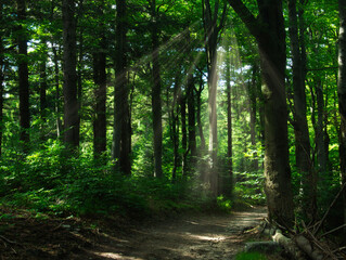 Mountain forest in the Beskydy mountains on a summer day