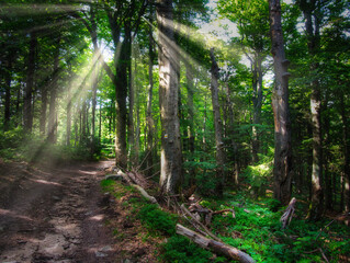 Mountain forest in the Beskydy mountains on a summer day