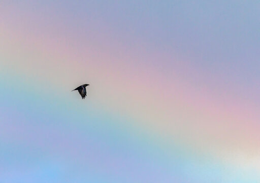 A black raven bird flying on the sky against a bright rainbow