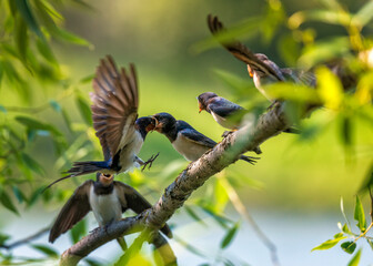 A barn swallow bird feeds its hungry chicks sitting on a tree branch
