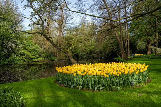 yellow flowers in the park