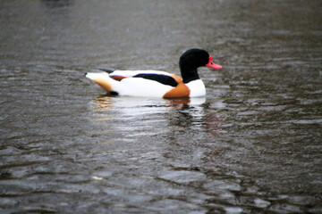 A close up of a Shelduck