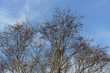 Betula costata, a deciduous tree species in the Betulaceae family, known for its paper-like yellow bark, elongated lenticels, and strong wood used for furniture and carving. Photographed in Korea.