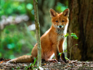 Fototapeta premium A small cute red fox cub sits in the forest on a spring day and peeks out from behind the branches
