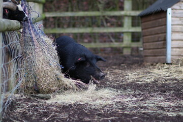 cute black pig with happy expression, on a farm in england