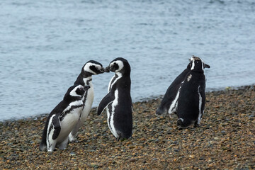 Naklejka premium Magellanic penguin, Caleta Valdes, peninsula Valdes, Chubut Province, Patagonia Argentina