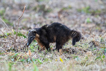 South American Coati,looking for insects,Pantanal,Brazil