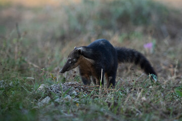 South American Coati,looking for insects,Pantanal,Brazil
