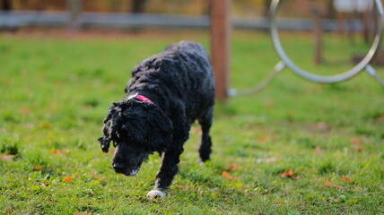 A black dog walks through grass. Ideal for pet food advertising