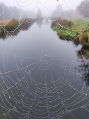 spider web with dew drops