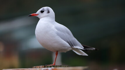 White seagull perched on wood. Close up view of bird. Beautiful plumage. Wildlife portrait. Perfect for nature backgrounds