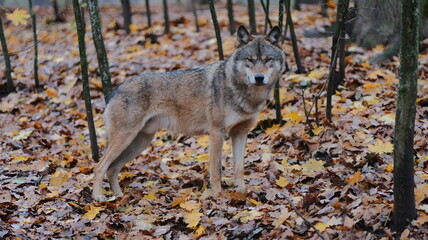 Majestic wolf stands alert amidst fallen leaves in autumn forest. Intense gaze captures wild beauty. Perfect for wildlife documentaries nature backgrounds conservation the