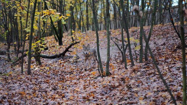Gray wolf stands alert in autumn forest. Wildlife portrait. Predator in natural habitat. Majestic animal. Perfect for nature documentaries wildlife conservation ads