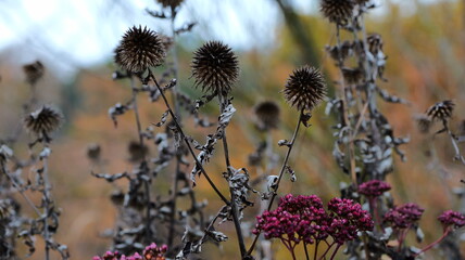 Dried thistle heads stand tall against a blurred autumn background. Detailed texture and natural...
