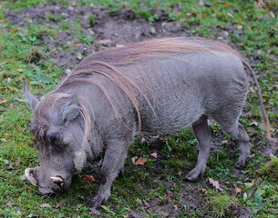 Warthog portrait. Wild African pig with tusks and bristly hair. Close up of a warthog in its natural habitat. Perfect for wildlife documentaries or African animal themed d