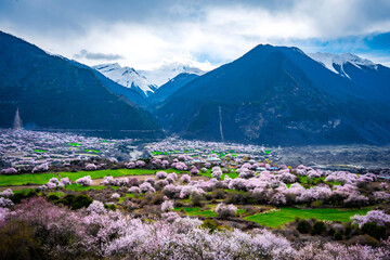 Blooming Peach Blossoms in Bomi Valley, Tibet with Snowcapped Mountains © Ngo
