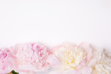 Pastel peony flowers on white background with copy space, soft light and gentle colors, panoramic floral banner for wedding stationery, spa branding, organic cosmetics and romantic minimalist design