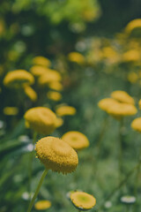 a photo of flowers taken at the Cape Town Biodiversity Park 