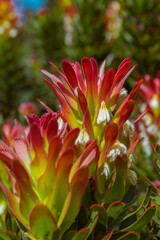 a photo of flowers taken at the Cape Town Biodiversity Park 