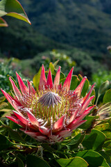 Photo of flowers taken in Cape Town Biodiversity Park 