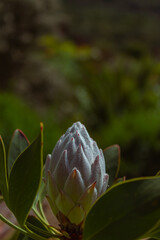 Photo of flowers taken in Cape Town Biodiversity Park 
