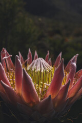 Photo of flowers taken in Cape Town Biodiversity Park 