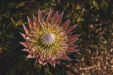 Photo of flowers taken in Cape Town Biodiversity Park 