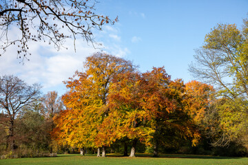 Fototapeta premium A stroll through the English garden in Munich