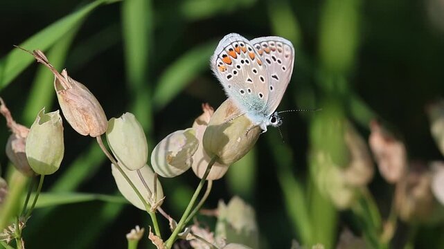 male polyommatus icarus the common blue butterfly on a silene vulgaris blossom